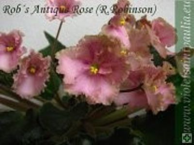 Rob´s Antique Rose poza net