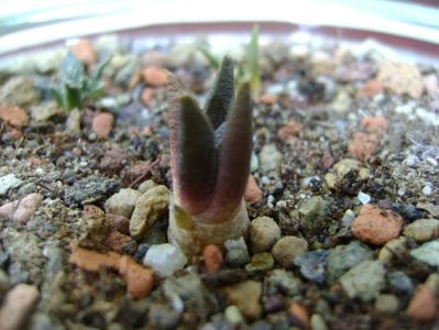 Ariocarpus scaphirostris (scapharostrus)