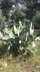 Cactus imens