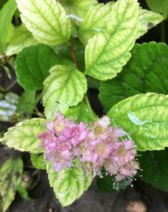 Spiraea