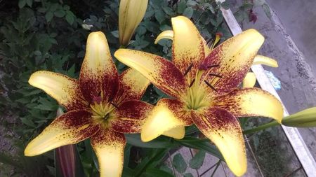 IMG-20180621-WA0038