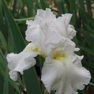 Iris alb
