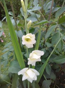 Prima gladiola pe 2018