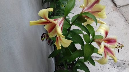 IMG-20180625-WA0028