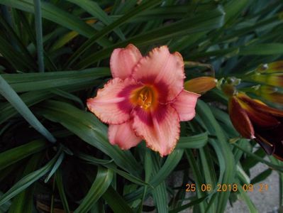 strawbery candy-2n