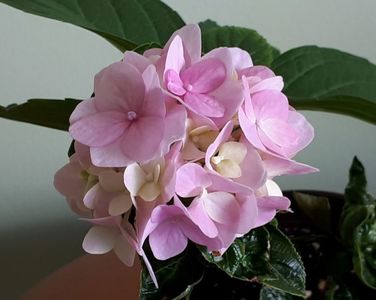 Flori Hortensia roz