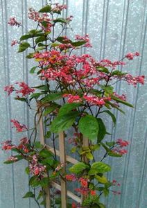 clerodendron splendens-flori