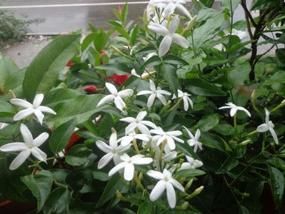 Jasmin azoricum