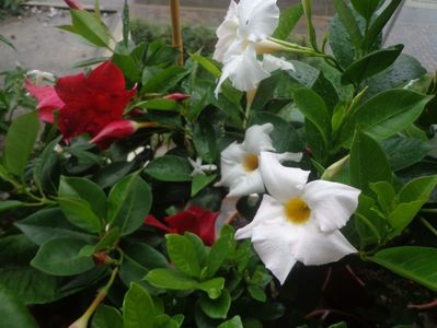 Mandevilla,splendida!