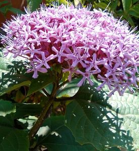 Clerodendron Bungei