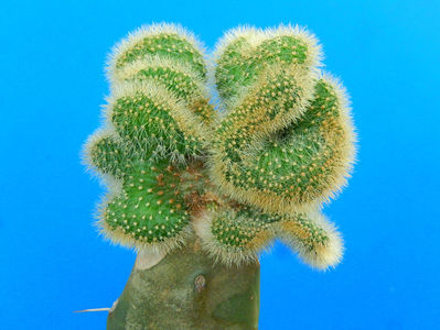 Cleistocactus fma monstruoasa - 40 lei