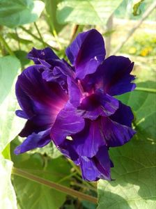 Ipomoea purpurea - Morning Glory