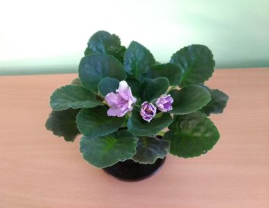 Violeta RS Dikij Les (20); Planta tanara, viguroasa, inradacinata in ghiveci de 8 cm - 22 Lei.
