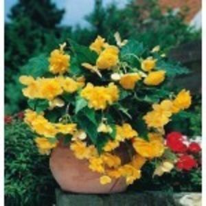 begonia-cascade-galbena-150x150