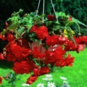 begonia-cascade-rosie-150x150