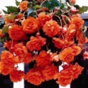 bulbi-begonii-cascade-portocalii-0p-150x150