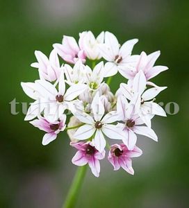 Bulbi Allium Cameleon (Ceapa decorativa); Marime bulb 5/+ . Inaltime 20-30cm. Inflorire mai-iunie. STOC EPUIZAT!
