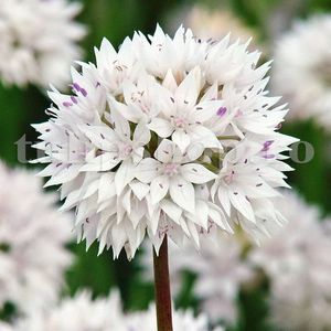 Bulbi Allium Gracefull (Ceapa decorativa); Marime bulb 6/+ . Inaltime 40-50cm. Inflorire mai-iunie. STOC EPUIZAT!
