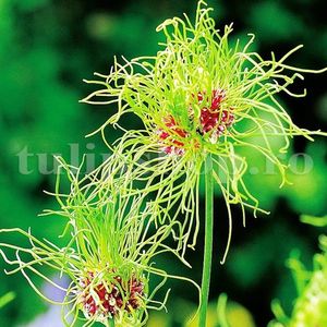Bulbi Allium Hair (Ceapa decorativa); Marime bulb 5/+ . Inaltime 50-70cm. Inflorire mai-iunie. STOC EPUIZAT!
