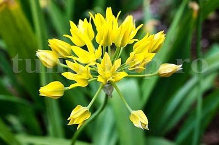 Bulbi Allium Moly (Ceapa decorativa); Marime bulb 4/+ . Inaltime 25-35cm. Inflorire mai-iunie. STOC EPUIZAT!
