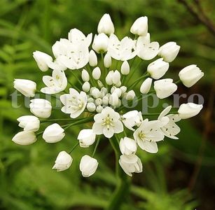 Bulbi Allium Neapolitanum (Ceapa decorativa); Marime bulb 4/+ . Inaltime 25-35cm. Inflorire mai-iunie. STOC EPUIZAT!
