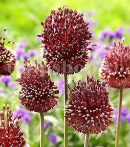 Bulbi Allium Red Mohican (Ceapa decorativa); Marime bulb 10/12 . Inaltime 30-40cm. Inflorire mai-iunie. STOC EPUIZAT!
