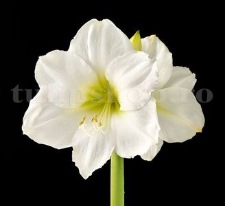 Bulbi Amaryllis Mont Blanc (Hipperastrum); Marime bulb 22/24 . Inaltime 50-60cm. Inflorire dec-ian. STOC EPUIZAT!
