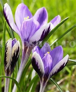 Bulbi Branduse Spring Beauty (Crocus); Marime bulb 5/7 . Inaltime 8-10cm. Inflorire febr.-martie. STOC EPUIZAT!
