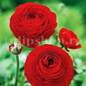 Bulbi Ranunculus Rosu; Marime bulb 5/+. Inaltime 20-30cm. Inflorire apr.-iunie. STOC EPUIZAT!
