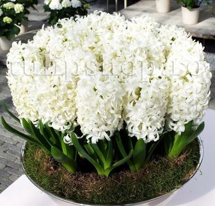Bulbi Zambile Carnegie (Hyacinthus); Marime bulb 14/15. Inaltime 25-30cm. Inflorire apr.-mai. STOC EPUIZAT!
