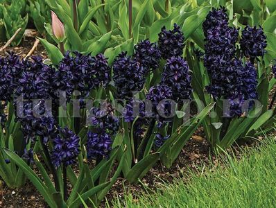 Bulbi Zambile Dark Dimension (Hyacinthus); Marime bulb 15/16. Inaltime 25-30cm. Inflorire apr.-mai. STOC EPUIZAT!
