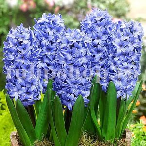 Bulbi Zambile Delft Blue (Hyacinthus); Marime bulb 14/15. Inaltime 25-30cm. Inflorire apr.-mai. STOC EPUIZAT!
