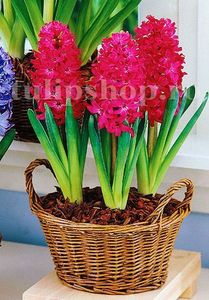 Bulbi Zambile Jan Boss (Hyacinthus); Marime bulb 14/15. Inaltime 25-30cm. Inflorire apr.-mai. STOC EPUIZAT!
