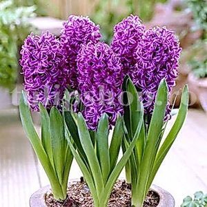 Bulbi Zambile Purple Star (Hyacinthus); Marime bulb 16/18. Inaltime 25-30cm. Inflorire apr.-mai. STOC EPUIZAT!
