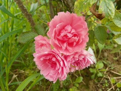 Pink Grootendorst