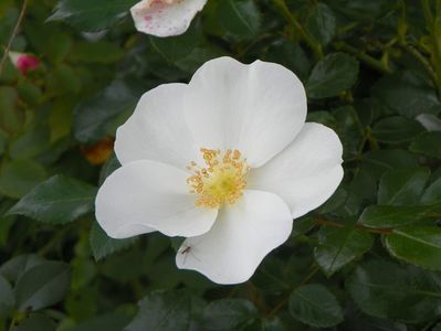 Escimo