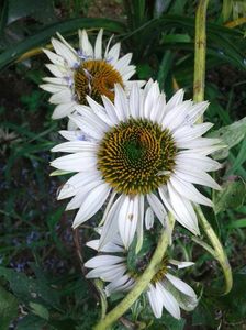 IMG-20180727-WA0011