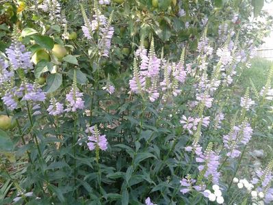 IMG-20180722-WA0037