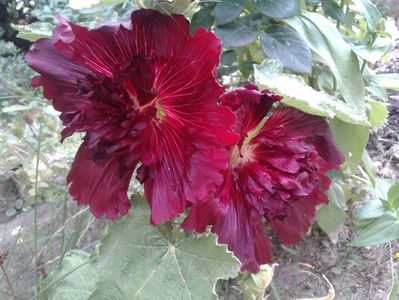 IMG-20180722-WA0007