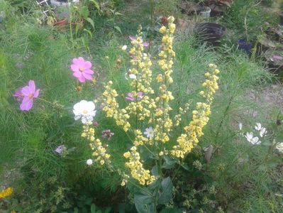 IMG-20180720-WA0012