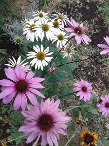 IMG-20180715-WA0002