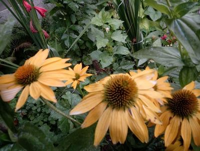 IMG-20180708-WA0004