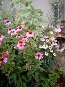 IMG-20180708-WA0001