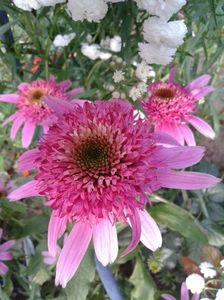 IMG-20180703-WA0032