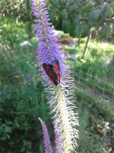 IMG-20180630-WA0007
