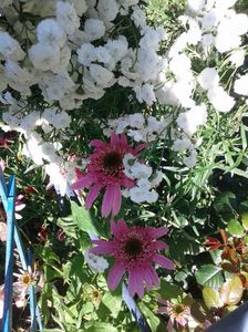 IMG-20180628-WA0010