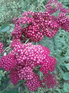 IMG-20180622-WA0010