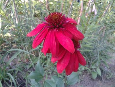 Echinacea Eccentric
