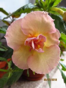 Yellow English rose