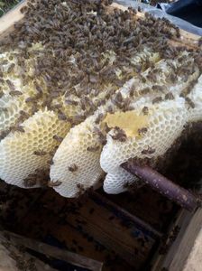 2; Cuib natural suta la suta.Asa is construiesc albinele fagurii.In imagine se vede arhitectura albinelor.
